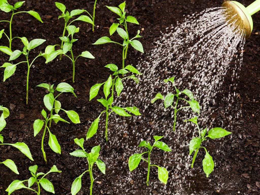 watering plant learn gardening basics.jpg